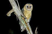 Masked owl, Eastern Tiers