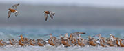 Migratory shorebirds 2, Robbins Island
