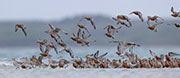 Migratory shorebirds, Robbins Island