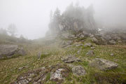 Scots pines, Parc Natonal des Pyrenees