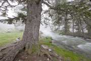 Scots pine in mist, Parc National des Pyrenees