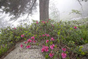 Scots pine and wild rhododendron, Parc National des Pyrenees