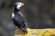 Puffin, NW Scotland 2