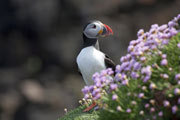 Puffin, NW Scotland