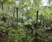 Rainforest, Nerrigundah