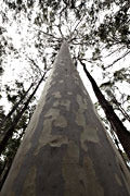 Corymbia Maculata