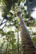 Fan palm, Murrah forest