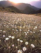 Wildflowers, Kosciuszko NP, NSW