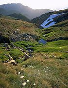 Wildflowers 2, Kosciuszko NP, NSW