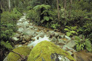 SE NSW forest