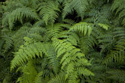 Fern detail