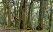 Gulaga NP 4