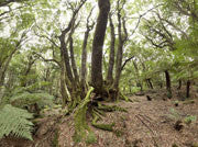 Gulaga NP, NSW