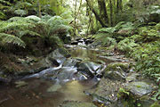 Bumbo Ck, SE NSW 3