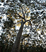 East Maculata sunrise, NSW