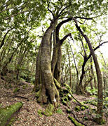 Gulaga NP 2