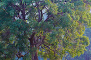 Blackwood tree