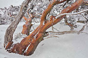 Snowgums in blizzard, Kosciszko NP, NSW 2