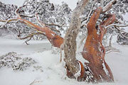 Snowgums in blizzard, Kosciszko NP, NSW 3