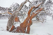 Snowgums in blizzard, Kosciszko NP, NSW 4