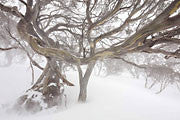 Snowgums in blizzard, Kosciszko NP, NSW