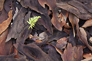 Macrazamia seedling