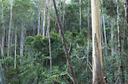 Murrah forest, SE NSW