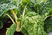 Silver beet garden