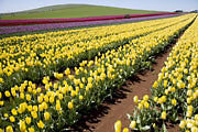 Flower crops, NW Tasmania 2