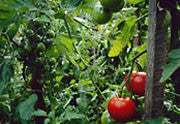 Tomato plants