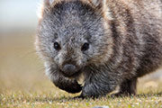 Bangor Wombat 1