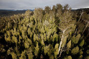Wild forest, Styx Valley