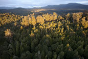 Styx valley forest