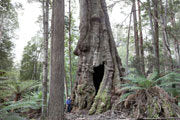 Giant eucalypt, lower Weld Valley