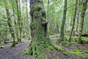 Myrtle forest, Vale of Belvoir