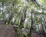 Sassafras grove, Mersey Valley