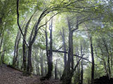 Sassafras grove 2, Mersey Valley