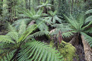 Tree ferns, Florentine Valley