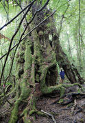 Ancient myrtle, Lower Weld Valley