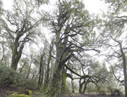 Myrtle forest, Vale of Belvoir