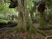 Sassafras forest, Butlers Gorge