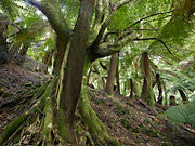 Sassafras glade, Butlers Gorge
