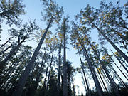 Tall forest, Butlers Gorge