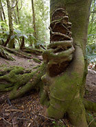Sassafras - mother and child. Butlers Gorge