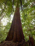 Tall Eucalypt, Butlers Gorge