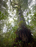 Mt Lindsay rainforest, Tarkine