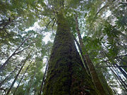 Myrtle and laurel, Mt Lindsay, Tarkine