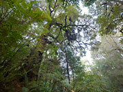 Rainforest, Mt Lindsay, Tarkine