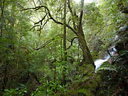 Tulloch Falls 2, Mt Lindsay, Tarkine