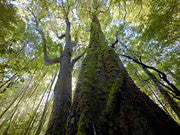 Ancient myrtle, Mt Lindsay, Tarkine